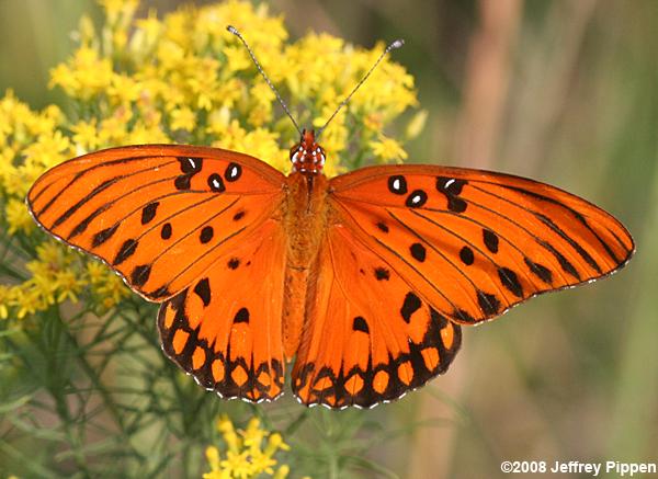 Gulf Fritillary (Dione incarnata)