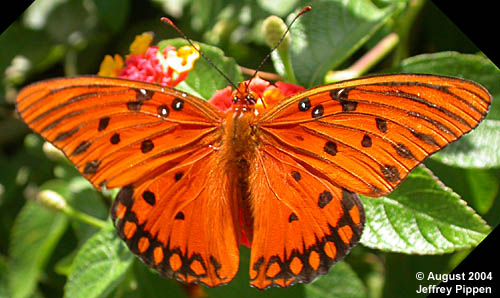 Gulf Fritillary (Dione incarnata)