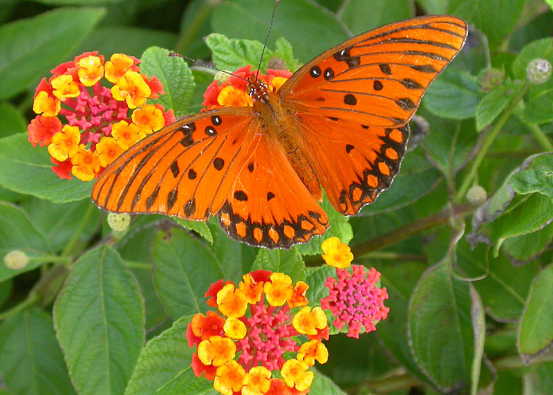 Gulf Fritillary (Dione incarnata)