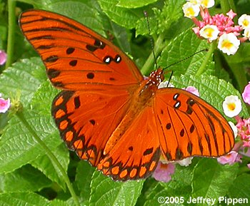 Gulf Fritillary (Dione incarnata)