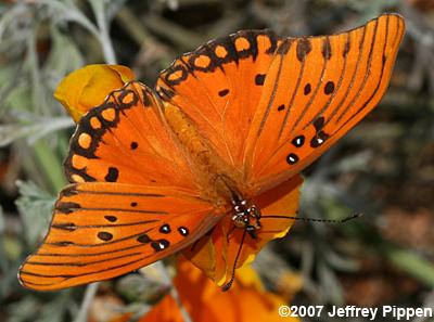 Gulf Fritillary (Dione incarnata)