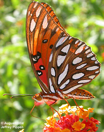 Gulf Fritillary (Dione incarnata)