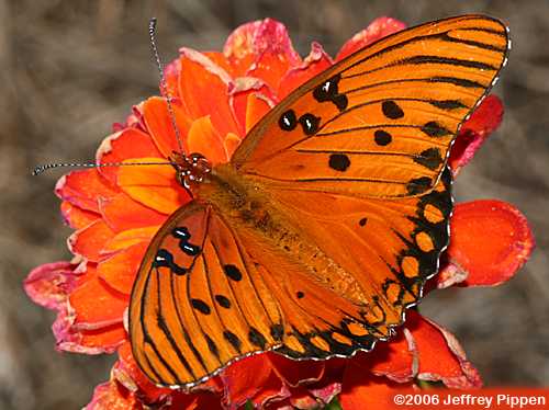 Gulf Fritillary (Dione incarnata)