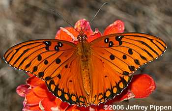 Gulf Fritillary (Dione incarnata)