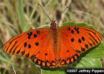 Gulf Fritillary (Dione incarnata)
