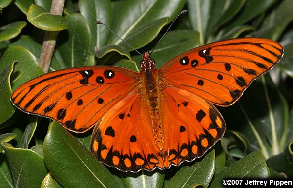 Gulf Fritillary (Dione incarnata)