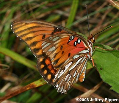 Gulf Fritillary (Dione incarnata)