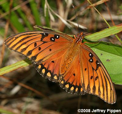 Gulf Fritillary (Dione incarnata)