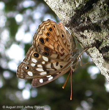 Hackberry Emperor