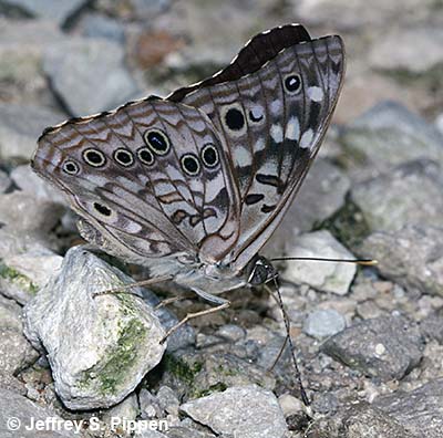 Hackberry Emperor (Asterocampa celtis)