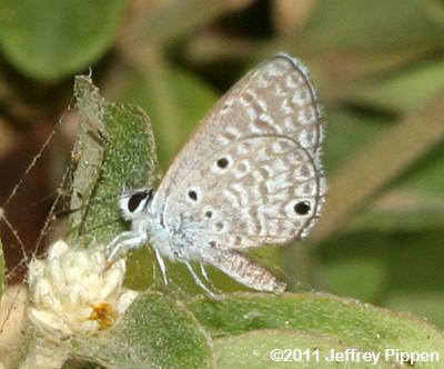 Hanno Blue (Hemiargus hanno)