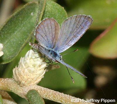 Hanno Blue (Hemiargus hanno)