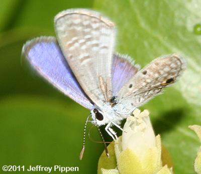 Hanno Blue (Hemiargus hanno)