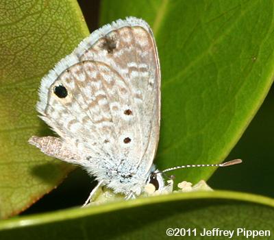 Hanno Blue (Hemiargus hanno)