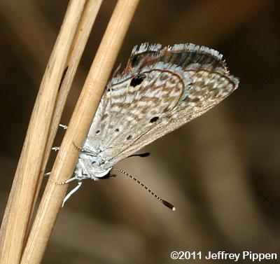 Hanno Blue (Hemiargus hanno)