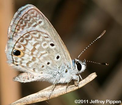 Hanno Blue (Hemiargus hanno)