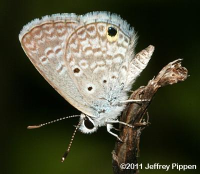Hanno Blue (Hemiargus hanno)