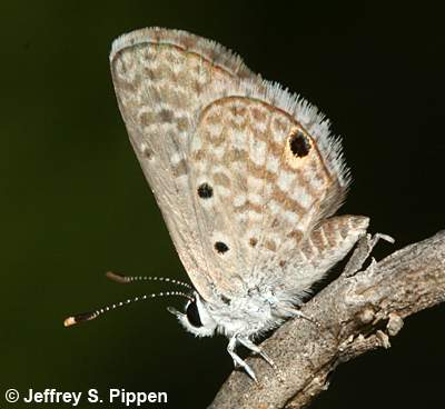 Hanno Blue (Hemiargus hanno)