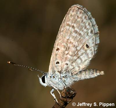 Hanno Blue (Hemiargus hanno)