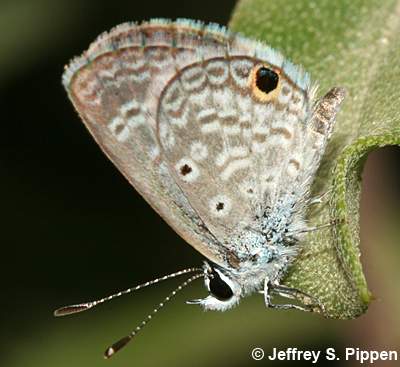Hanno Blue (Hemiargus hanno)