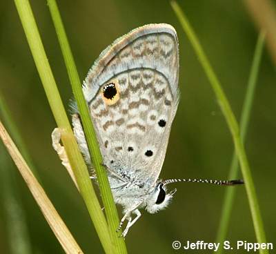 Hanno Blue (Hemiargus hanno)