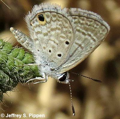 Hanno Blue (Hemiargus hanno)