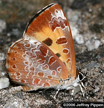 Harvester (Feniseca tarquinius)
