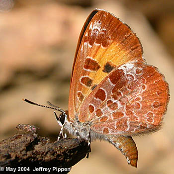 Harvester (Feniseca tarquinius)