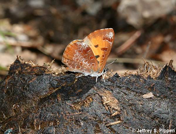 Harvester (Feniseca tarquinius)