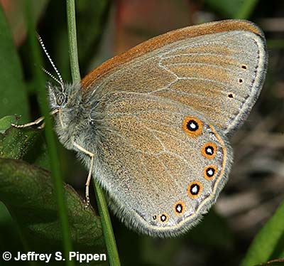 Hayden's Ringlet (Coenonympha haydenii)