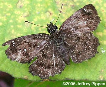 Hayhurst's Scallopwing (Staphylus hayhurstii)