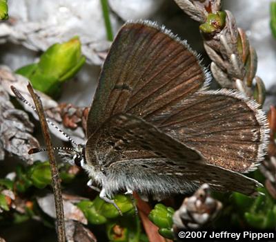 Heather Blue (Plebejus glandon cassiope, Agriades cassiope)