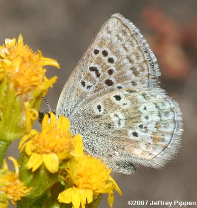 Heather Blue (Plebejus glandon cassiope, Agriades cassiope)