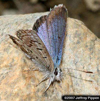 Heather Blue (Agriades glandon cassiope)