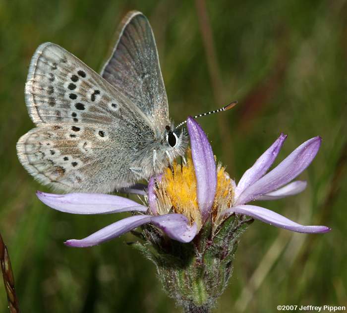 Heather Blue (Plebejus glandon cassiope, Agriades cassiope)