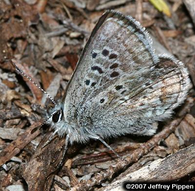 Heather Blue (Agriades glandon cassiope)