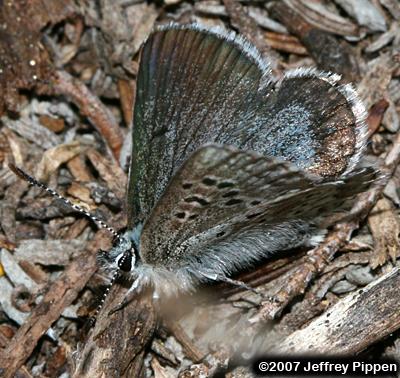 Heather Blue (Plebejus glandon cassiope, Agriades cassiope)