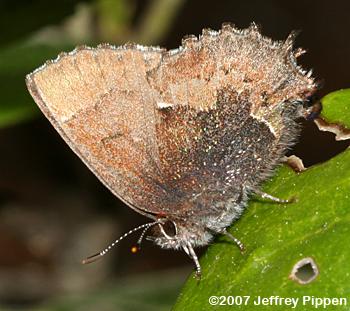 Henry's Elfin (Callophrys henrici)