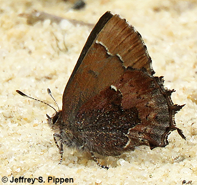 Henry's Elfin (Callophrys henrici)