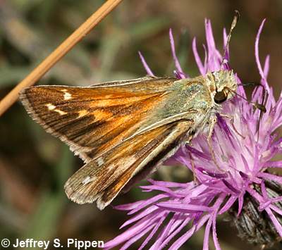 Western Branded Skipper (Hesperia colorado idaho)
