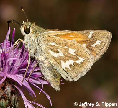 Western Branded Skipper (Hesperia colorado idaho)