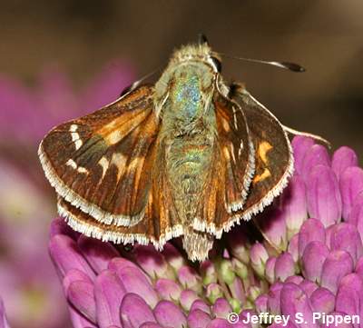 Western Branded Skipper (Hesperia colorado idaho)