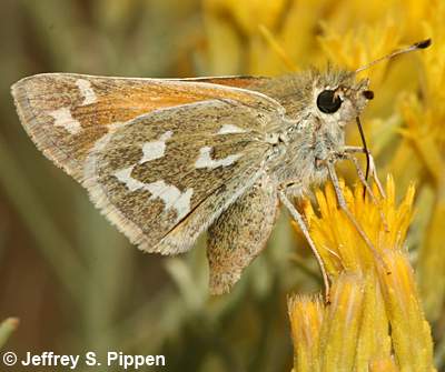 Western Branded Skipper (Hesperia colorado idaho)