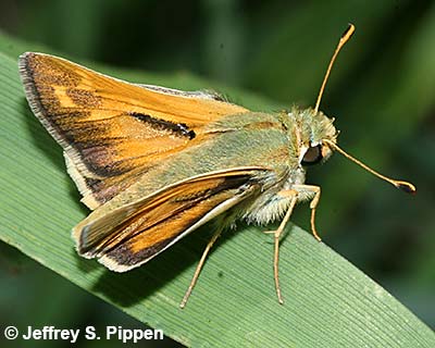 Common Branded Skipper (Hesperia comma)