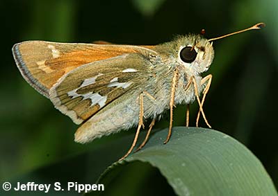 Common Branded Skipper (Hesperia comma)