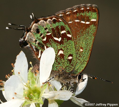 Hessel's Hairstreak (Callophrys hesseli)