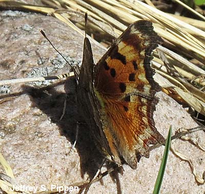 'Zephyr' Hoary Comma (Polygonia gracilis zephyrus)