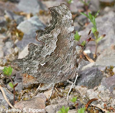 'Zephyr' Hoary Comma (Polygonia gracilis zephyrus)