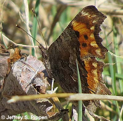 'Zephyr' Hoary Comma (Polygonia gracilis zephyrus)