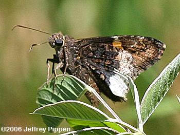 Hoary Edge (Thorybes lyciades)